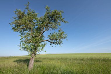 Kırışık bir meyve ağacı yeşil bir çayırda tek başına duruyor. Arka plandaki ufuk. Gökyüzü yumuşak bulutlarla mavidir..
