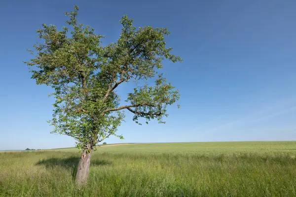 Kırışık bir meyve ağacı yeşil bir çayırda tek başına duruyor. Arka plandaki ufuk. Gökyüzü yumuşak bulutlarla mavidir..