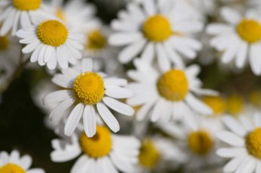 Baharda büyüyen papatya çiçeklerinin yakın çekimi. Yapraklar beyaz ve polenler sarı. Güneş parlıyor.