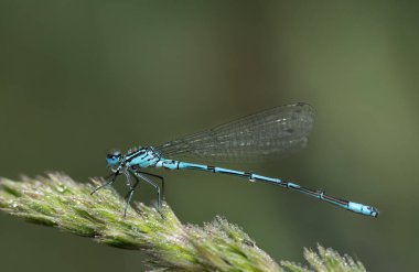 Sabahları küçük bir yusufçuk. Böcek hala çiy damlalarıyla kaplı. Hayvan aynı zamanda çiğ damlasına sarılıyor gibi görünüyor. Avcı çimenlerin üzerinde oturuyor..