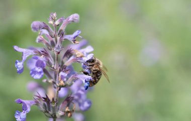 Küçük bir bal arısı mor bir kır çiçeğinin çiçeğinin üzerinde oturur. Çiçek resmin yan tarafında. Arka plan açık yeşil ve güneş parlıyor. Metin için boşluk var.