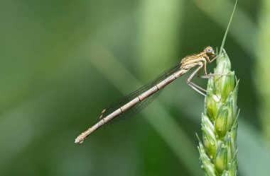 Dişi mavi bir kızböceğinin (Platycnemis pennipes) olgunlaşmamış bir buğday başağının üzerinde oturduğu yakın plan. Arkaplan metin için boşluk ile yeşildir.