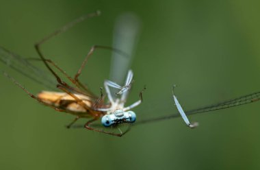 Bir örümcek tarafından yakalanan erkek mavi yusufçuğun (Platycnemis pennipes) yakın çekimi. Örümcek arka planda bulanık görülebilir. Yusufçuk ileriye bakıyor..