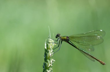 Dişi bir kızböceğinin (Calopteryx) tahıl kulağına destek araması. Arka plan açık ve yeşil. Metin için boşluk var.