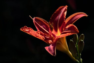 Açık havada, koyu bir arka planda kırmızı bir nilüfer çiçeğinin yakın çekimi. Güneş narin yaprakların üzerinde parlıyor.