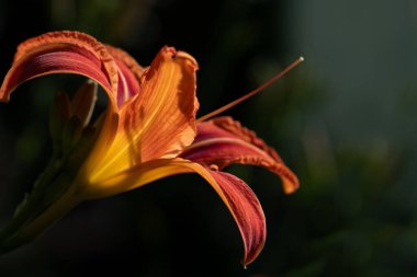 Açık havada, koyu bir arka planda kırmızı bir nilüfer çiçeğinin yakın çekimi. Güneş narin yaprakların üzerinde parlıyor.