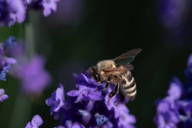 Küçük bir bal arısı mor lavanta çiçeklerinde yiyecek ve polen arar. Arka planda metin için boşluk var.