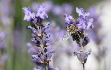 Bir bal arısı, bir lavanta çiçeğinin üzerinde polen ararken arkadan fotoğraflanır..