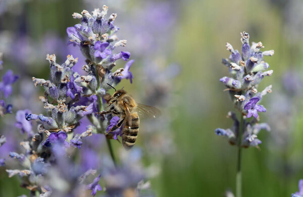 A small honeybee searches for pollen on purple flowering lavender.