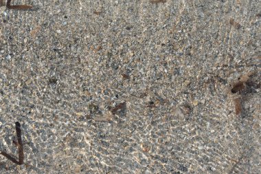 Küçük çakıl taşlarının ve kaba kumların arkaplanı, deniz suyuyla hafifçe yıkanmış.