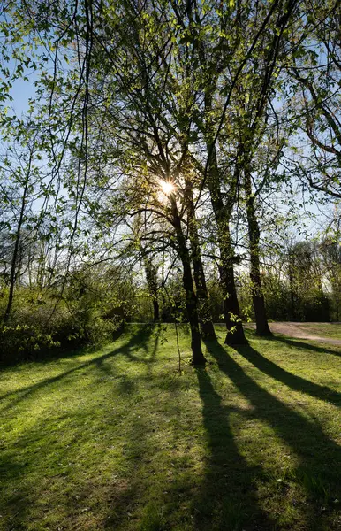 Güneş baharda yaprak döken ağaçların arasından parlar. Sandıklar çayıra gölge düşürüyor. Resim portre biçiminde..