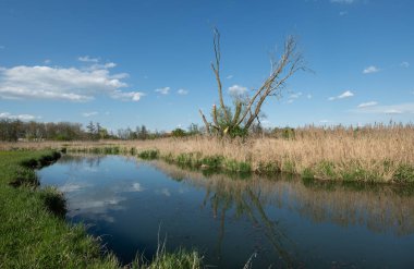 Bataklık arazisinden akan bir nehrin manzara görüntüsü. Gökyüzü ve bulutlar suya yansıyor. Arka planda kuru bir ağaç duruyor..