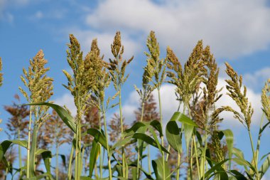 Olgun darı mavi gökyüzünde yetişiyor. Arka planda narin bulutlar da görülebilir. Mısırın taneleri görünür..