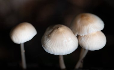 Karanlık bir ormanda büyüyen küçük beyaz mantarların yakın çekimi. Sapları ve kapakları koyu arka planda parlak bir şekilde duruyor..