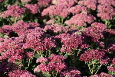 Sonbaharda, Stonecrop (Sedum telephium) güneşte açar ve parlar..