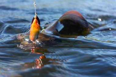 Grayling caught and hooked from the Arctic river with spinner lure by fisherman in Lapland in Sweden in Kiruna in August 2021. clipart