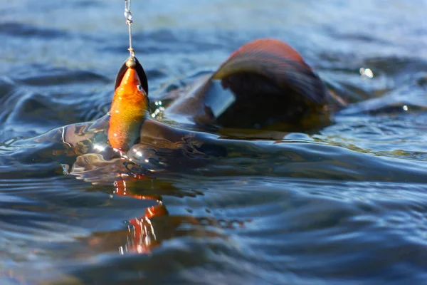 Grayling Caught Hooked Arctic River Spinner Lure Fisherman Lapland Sweden — Foto de Stock