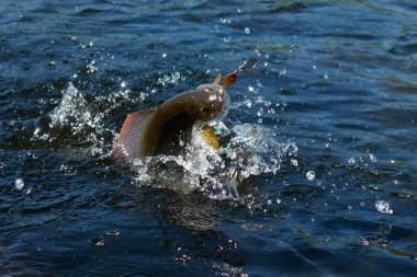 Grayling caught and hooked from the Arctic river with spinner lure by fisherman in Lapland in Sweden in Kiruna in August 2021.