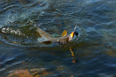 Grayling caught and hooked from the Arctic river with spinner lure by fisherman in Lapland in Sweden in Kiruna in August 2021.