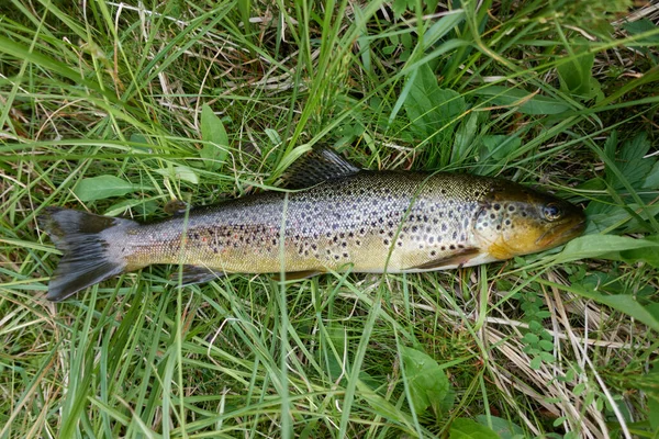 Freshly Caught Brown Trout Grass Swedish Lapland — Stock Photo, Image