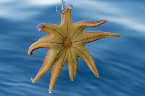 Starfish caught in deep sea fishing as accidental side catch in the Artic Ocean off the coast of Northern Norway.