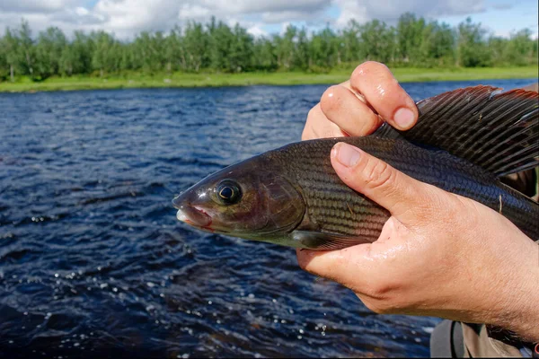 2022年7月 一位渔夫在瑞典拉普兰捕捉到了一条大灰鱼 — 图库照片