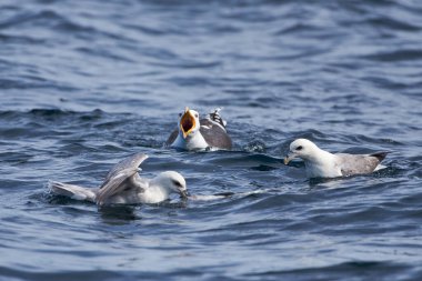 A great black-backed gull and fulmars fighting for a dead cod fish in the Arctic Ocean in Northern Norway.  clipart