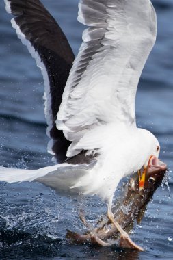 A great black-backed gull trying to take-off from sea water with fresh cod catch in the Arctic Ocean in Northern Norway.  clipart