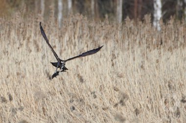 Osprey, birkaç saniye önce Batı Finlandiya 'daki bir gölde yakaladıktan sonra Mayıs 2023' ün başlarında sazlıkların önünde önemli miktarda çipura taşıyordu.. 