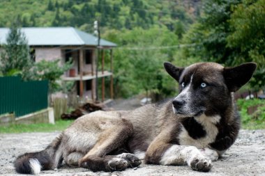 Mavi gözlü çoban köpeği, Gürcistan 'ın Kafkasya dağlarında yerde yatıyordu..