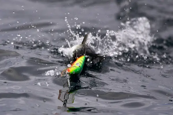 stock image Small saithe fish caught by a colourful wobbler in trolling fishing in the Barents Sea in Northern Norway in Finnmark.