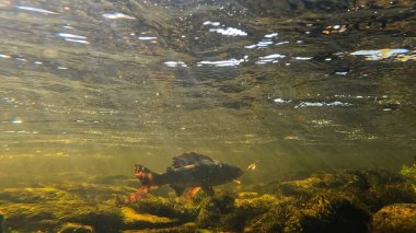 Grayling fighting underwater in shallow water. Grayling was caught and hooked from Arctic river by fisherman in Lapland in Sweden in Kiruna region in August 2021. clipart