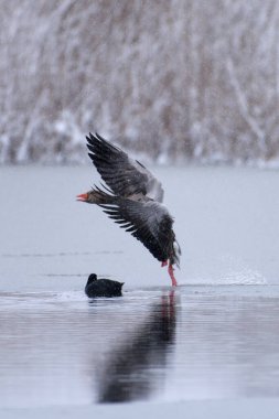 Greylag goose landing on a partly frozen sea ice with snow covered reeds on the background after late April heavy snowfall in Helsinki, Finland in coldest blackberry winter in decades. clipart