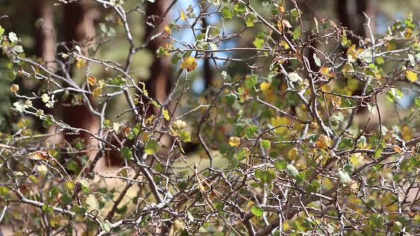 San Emigdio Dağları Nda 2500 Metreden Fazla Yükseklikte Ribes Cereum — Stok video