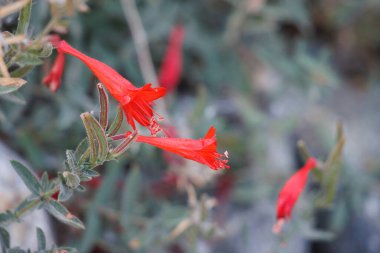 Epilobium Canum, Onagraceae 'nin kırmızı çiçekli ırkı. Sonbaharda San Emigdio Dağları' nın tek yıllık doğal yaprak döken bitkisi..