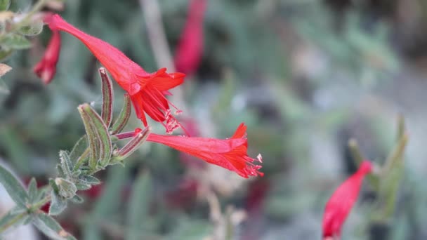 Red Flowering Raceme Inflorescences Epilobium Canum Onagraceae Native Perennial Monoclinous — Stock Video
