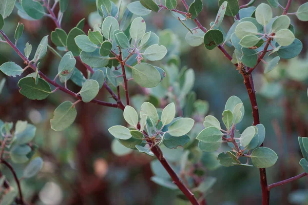 stock image Green simple alternate distally mucronulate proximally broad-rounded uncurved entire trichomatic elliptic leaves of Arctostaphylos Parryana, Ericaceae, native in the San Emigdio Mountains, Autumn.