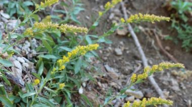 Sarı çiçekli, belirsiz yarış pisti Solidago Velutina, Asteraceae 'nin baş infloresansı, San Emigdio Dağları' nda, sonbahar mevsiminde, ebediyete kadar süren jeomonolojik yaprak döken bitki..