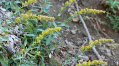 Sarı çiçekli, belirsiz yarış pisti Solidago Velutina, Asteraceae 'nin baş infloresansı, San Emigdio Dağları' nda, sonbahar mevsiminde, ebediyete kadar süren jeomonolojik yaprak döken bitki..