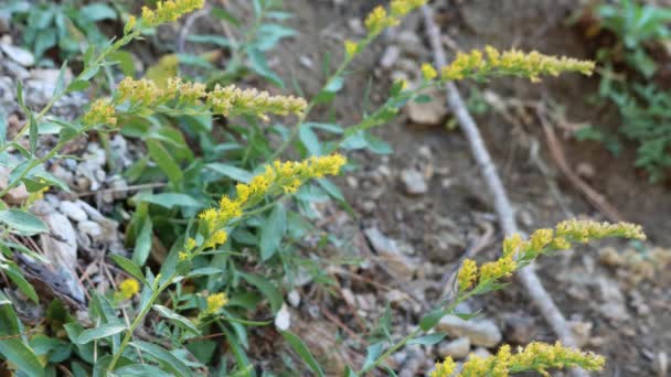 黄色の花ターミナル不確定なラセモースは 秋にサンエミグディオ山脈のSolidago Velutina Asteraceae Native多年生の落葉性ハーブの頭花序を放射します — ストック動画