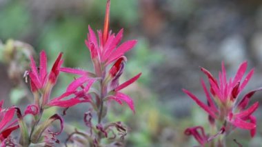 Pine Paintbrush, Castilleja Applegatei, Orobanchaceae, San Emigdio Dağları, Transverse Sıradağları, Enine Sıraları, Sonbahar, Sonbahar 'daki tek merkezli doğal yaprak döken otlar..