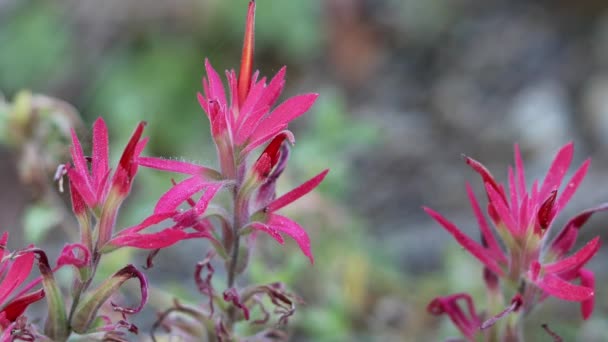 Rot Blühende Endständige Unbestimmte Blütenstände Mit Trauben Ähren Von Pinsel — Stockvideo