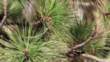 Koyu sarı çam, Pinus Ponderosa, Pinaceae, Tehachapi Dağları 'nda, Enine Sıraları' nda, Enine Sonbahar 'da, Tehachapi Dağları' nda, her zaman yemyeşil ağaçta yetişen kırmızı-kahverengi kısmen açık reçine ovoid tomurcukları..