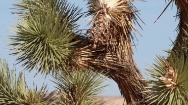 Kuzey Mojave Çölü 'nün El Paso Dağları' nda bu büyüklükteki Yucca Brevifolia 'nın yüzlerce yaşında olduğu ve birkaç yüzyıl daha yaşayabileceği tahmin ediliyor..