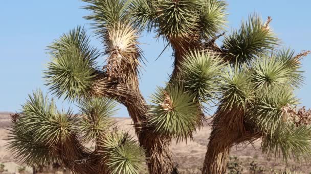 Kuzey Mojave Çölü Nün Paso Dağları Nda Büyüklükteki Yucca Brevifolia — Stok video