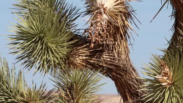Kuzey Mojave Çölü Nün Paso Dağları Nda Büyüklükteki Yucca Brevifolia — Stok video