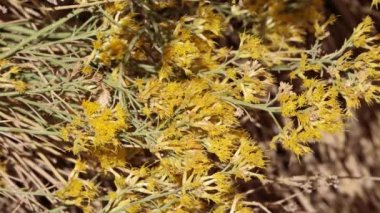 Sarı çiçekli terminal, yarış pisti diskoid kafa kızılötesi Gri Tavşan Fırçası, Erikameria Nauseosa, Asteraceae, El Paso Dağları 'nda, Kuzey Mojave Çölü' nde, Sonbaharda.