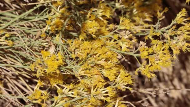 Gelbe Blütenstände Von Graue Kaninchenbürste Ericameria Nauseosa Asteraceae Beheimatete Mehrjährige — Stockvideo