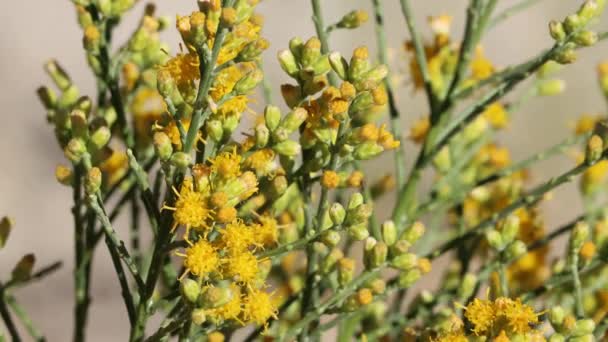 Gelbe Blütenstände Von Lepidospartum Squamatum Asteraceae Die Den Paso Bergen — Stockvideo