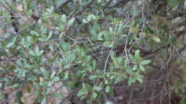 在沃尔坎山脉 半岛山脉 生长在3000英尺高的一个模糊的Quercus Engelmannii杂交种的叶子 — 图库视频影像